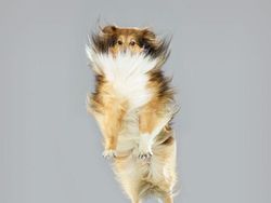 Potret Lucu Ekspresi Anjing Saat Terbang