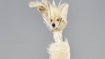 Salah satu karya terbarunya adalah membuat seri foto lucu yang melibatkan anjing sebagai objek fotonya. (Foto: Boredpanda/Julia Christie)