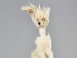 Potret Lucu Ekspresi Anjing Saat Terbang