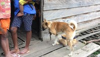 Pejalan kaki yang tangguh. Dulu, orang Suku Arfak dikenal sebagai orang paling tangguh dan bisa jalan kaki beratus-ratus kilometer. Dari Anggi biasanya butuh waktu seminggu berjalan kaki menembus hutan hingga ke Manokwari hanya untuk menjual hasil ladang (Masaul/detikTravel) 