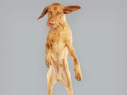 Potret Lucu Ekspresi Anjing Saat Terbang