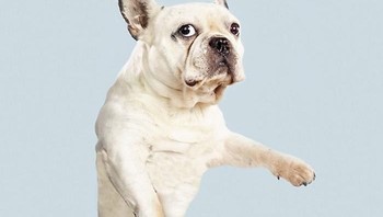 Pada pengambilan foto ini, ia menjelaskan bahwa anjing ini diperhatikan juga tingkat keamannya sehingga tidak akan melukai mereka. (Foto: Boredpanda/Julia Christie)