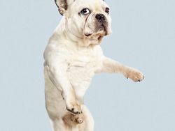 Potret Lucu Ekspresi Anjing Saat Terbang