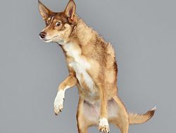 Potret Lucu Ekspresi Anjing Saat Terbang