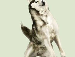 Potret Lucu Ekspresi Anjing Saat Terbang