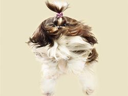 Potret Lucu Ekspresi Anjing Saat Terbang