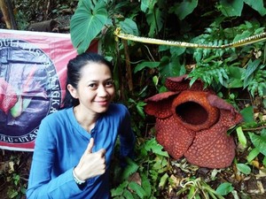 Arga Makmur, Rumah Rafflesia di Bengkulu Utara