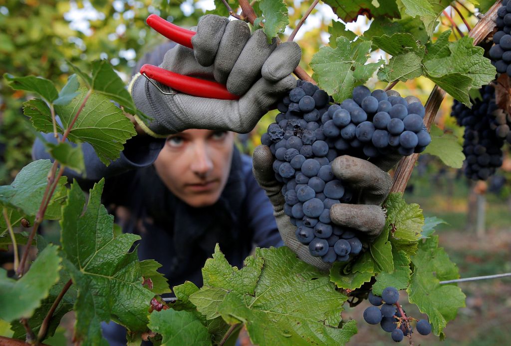 A grape picker harvests grapes of Pinot Noir to produce Cremant, a sparkling wine of the Alsace region, at the Lang vineyard in Wolxheim near Strasbourg, France, August 28, 2018. REUTERS/Vincent Kessler