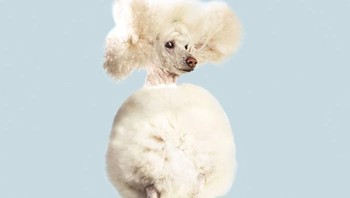 Proyek dimulai ketika fotografer memutuskan dia ingin mengambil foto hewan kesayangannya dari perspektif baru. (Foto: Boredpanda/Julia Christie)