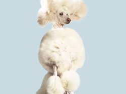 Potret Lucu Ekspresi Anjing Saat Terbang