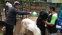 Petani Purworejo Syukuran Panen Kopi dengan Gelar Kenduri Kopi