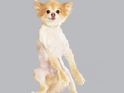 Potret Lucu Ekspresi Anjing Saat Terbang