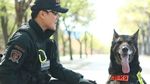 Fakta Menarik Anjing, Sahabat Manusia nan Setia