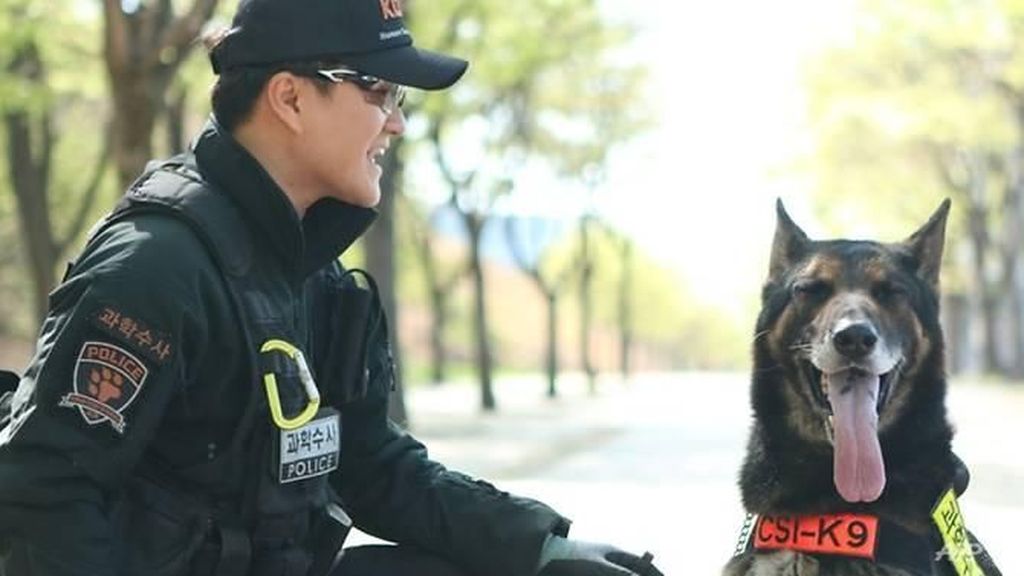 Mati Digigit Ular, Anjing Polisi Korsel Dapat Penghormatan Khusus Mati Digigit Ular, Anjing Polisi Korsel Dapat Penghormatan Khusus