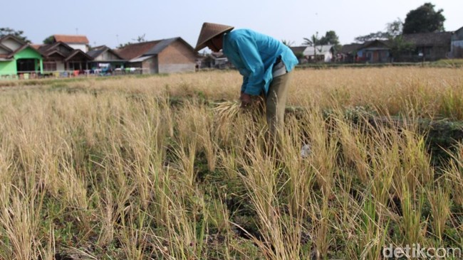 9.300 Hektare Sawah Gagal Panen