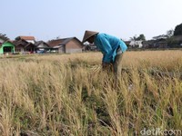 9.300 Hektare Sawah Gagal Panen