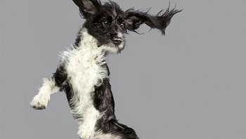 Foto: Boredpanda/Julia Christie