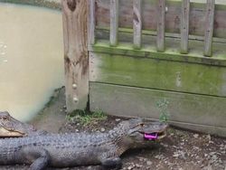 Merasa Sedang Sial? Lihat Dulu Potret Berikut