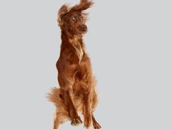 Potret Lucu Ekspresi Anjing Saat Terbang