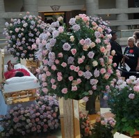 Disegani sebagai diva sepanjang kariernya, Aretha pun bersolek dalam kematiannya. Jenazah ibu tiga anak itu dibaringkan di dalam peti terbuka berlapiskan emas 14 karat. Menurut Telegraph, peti yang sama juga dipakai untuk mendiang Michael Jackson dan James Brown. (Foto: Getty Images)