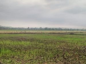 10 Juta Ha Lahan Rawa Bisa Disulap Jadi Sawah
