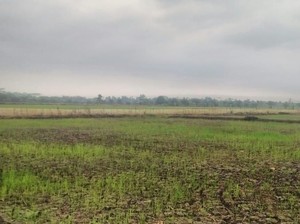 Kementan Mau Sulap Rawa Jadi Sawah, Bagaiman Permodalannya?