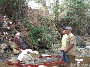 Jorok! Limbah RPH Ambarawa Dibuang ke Sungai