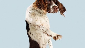 Ekspresi anjing beragam, mulai dari kaget, takut hingga dan ceria. (Foto: Boredpanda/Julia Christie)