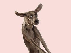 Potret Lucu Ekspresi Anjing Saat Terbang