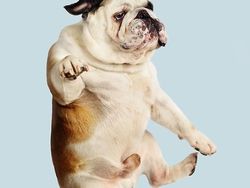 Potret Lucu Ekspresi Anjing Saat Terbang