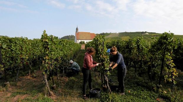 A grape picker harvests grapes of Pinot Noir to produce Cremant, a sparkling wine of the Alsace region, at the Lang vineyard in Wolxheim near Strasbourg, France, August 28, 2018. REUTERS/Vincent Kessler