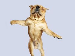 Potret Lucu Ekspresi Anjing Saat Terbang