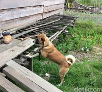 Menjinakkan anjing dengan mengikat salah satu kaki depannya (Masaul/detikTravel)