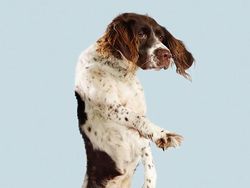 Potret Lucu Ekspresi Anjing Saat Terbang