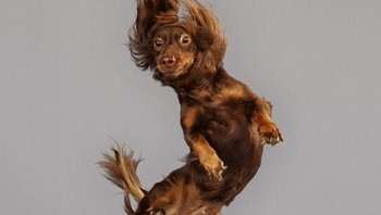 Tidak semua anjing dilahirkan untuk terbang, tetapi beberapa memiliki bakat besar. Beberapa anjing bersenang-senang sehingga kami dapat mengulangi lompatan. Ekspresi di wajah mereka terutama mencerminkan kejutan pertama penerbangan dan dalam banyak percobaan, lompatan pertama memberikan gambar terbaik.  ujar Christie seperti dilansir dari Boredpanda. (Foto: Boredpanda/Julia Christie)