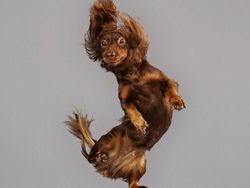 Potret Lucu Ekspresi Anjing Saat Terbang