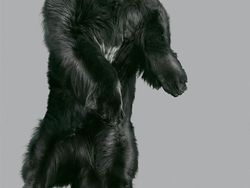 Potret Lucu Ekspresi Anjing Saat Terbang