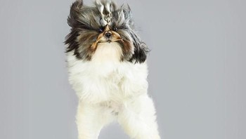 Oleh Christie, anjing tersebut dibuat untuk terbang kemudian mengabadikan ekspresi-ekspresi anjing. (Foto: Boredpanda/Julia Christie)