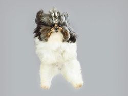 Potret Lucu Ekspresi Anjing Saat Terbang