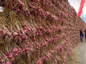 Malang Panen Raya, Pasokan Bawang Merah Jatim Dipastikan Aman