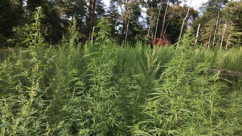 Polisi Bakar Ladang Ganja Siap Panen di Aceh Polisi Bakar Ladang Ganja Siap Panen di Aceh