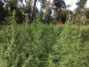 Polisi Bakar Ladang Ganja Siap Panen di Aceh