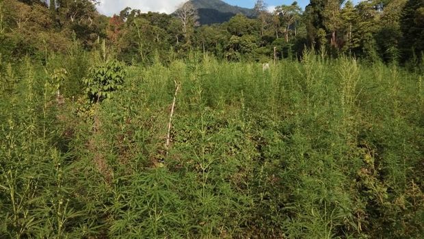 Ladang ganja ditutupi semak-semak.