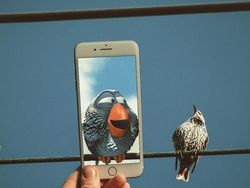 Kreatif! Gambar di iPhone Disatukan dengan Dunia Nyata