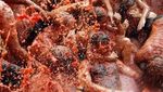 160 Ton Tomat Meriahkan Festival Tomatina 2018 di Spanyol