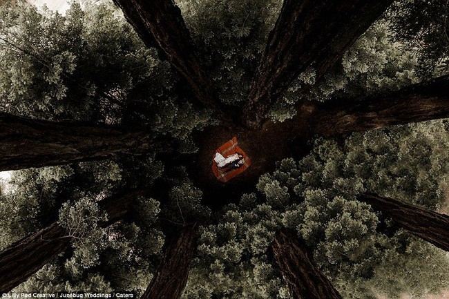 Indahnya foto karya Elisabetta Redaelli dari Lilly Red Creative, memberi angle berbeda dari pasangan di Gleen Oaks Big Sur, California. Foto: Dok. Junebug /Lilly Red Creative