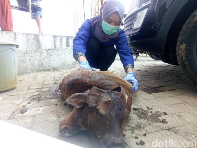 Heboh! Sapi Berkepala Dua Lahir Lewat Operasi Caesar di Makassar Heboh! Sapi Berkepala Dua Lahir Lewat Operasi Caesar di Makassar
