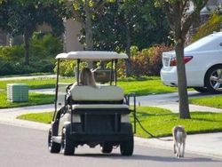 Potret Viral Tingkah Kocak Para Pemalas