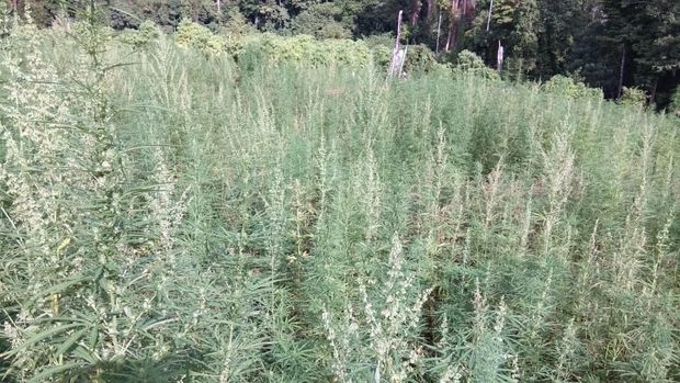 Ladang ganja akan dibakar.