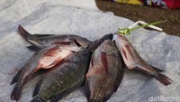 Pasar Pagi Anggi buka 3 kali seminggu, yakni pada hari Senin, Rabu, dan Jumat. Jam bukanya mulai dari 05.00-08.30 WIT. Jangan mencoba menawar barang di sini (Masaul/detikTravel)  